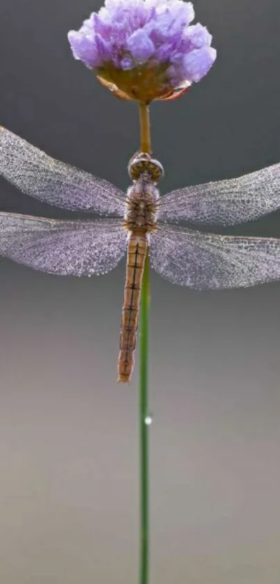 Dragonfly perched on a purple flower against a soft blurred background.