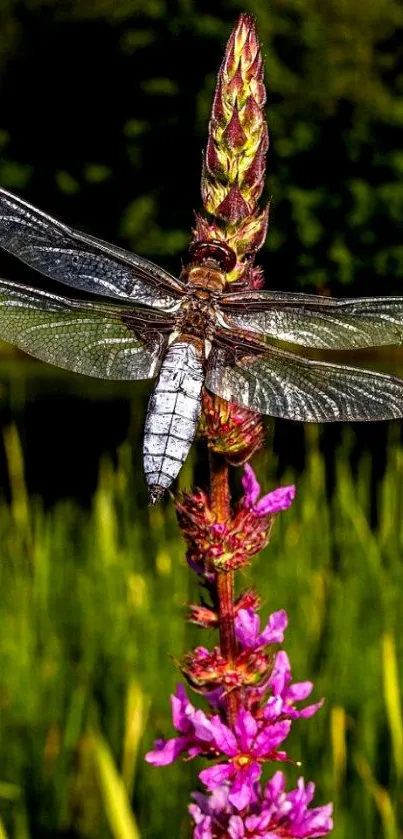 Dragonfly On Vibrant Flower - Free Download