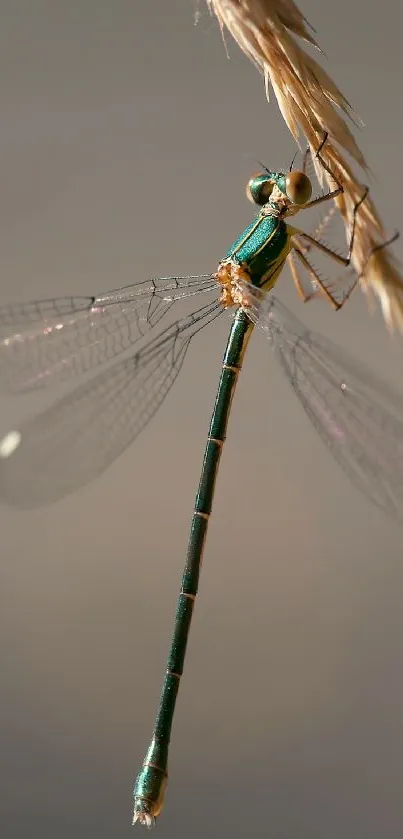 Close-up of a green dragonfly perched on wheat against a beige background.