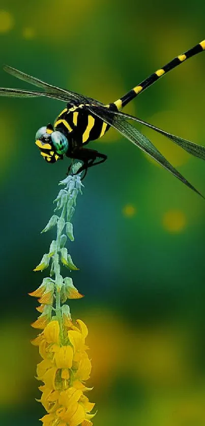 Dragonfly resting on a yellow flower with green background.