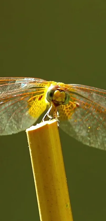 Dragonfly close-up on bamboo with olive green background.