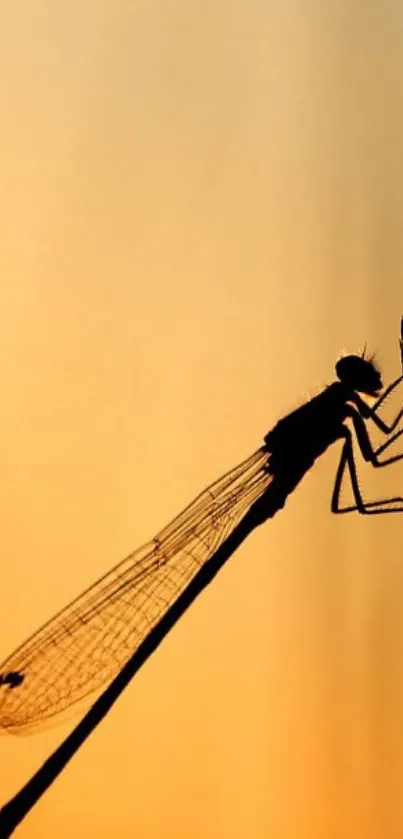 Silhouette of a dragonfly against a warm orange sunset.