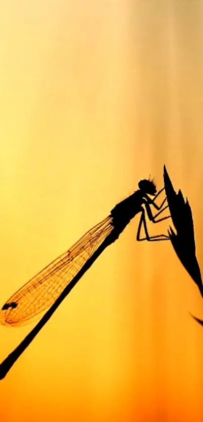 Silhouette of a dragonfly against a golden sunset background.