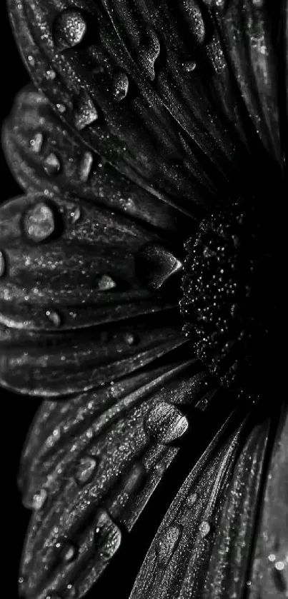 Black and white close-up of daisy with dew drops.