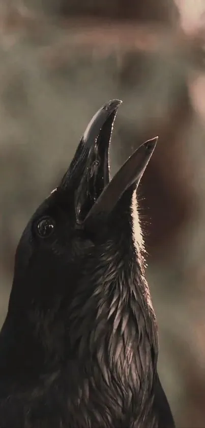 Close-up of a black raven with open beak, set against a dark background.