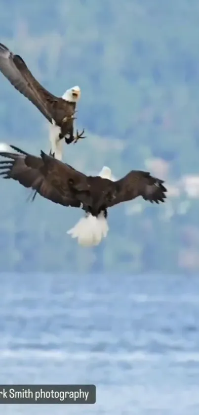 Two majestic eagles flying above blue waters.