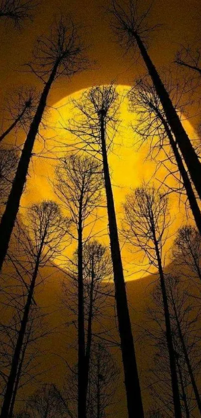 Silhouetted trees under a full moon in a dark forest nightscape.