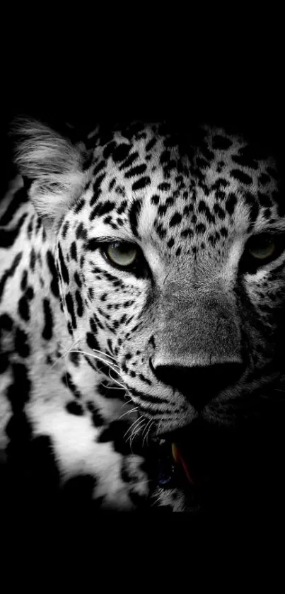 Dramatic leopard face in black shadow wallpaper with intense focus.