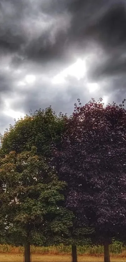 Dramatic landscape with stormy sky and vibrant trees.