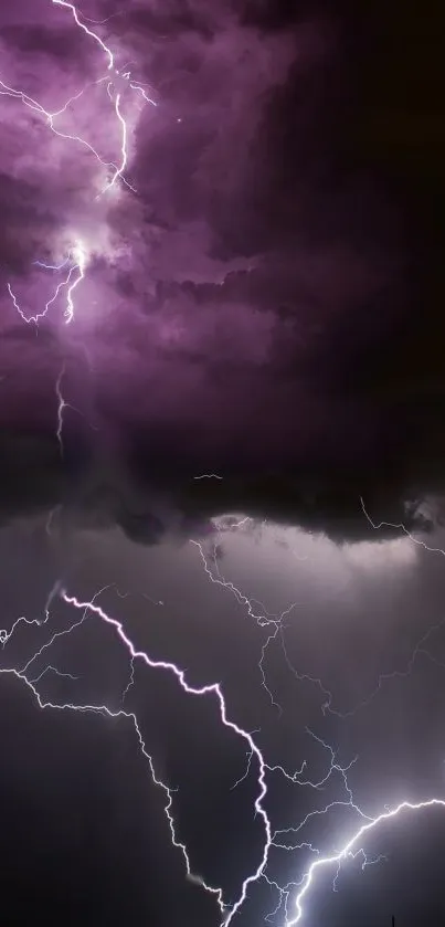 Dramatic purple lightning bolts illuminate the dark sky in this striking wallpaper.