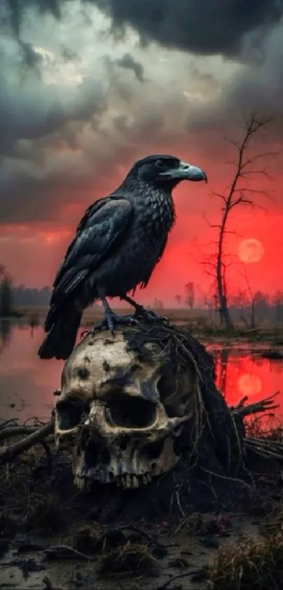 Raven on a skull with red sunset background.