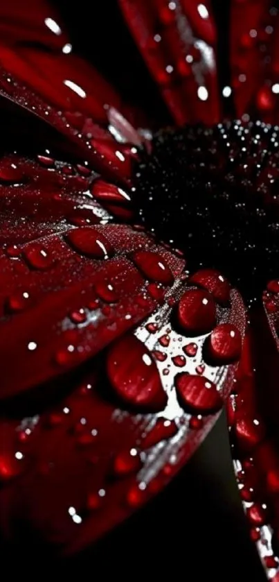 Closeup of a dramatic red flower with dewdrops on a dark background.