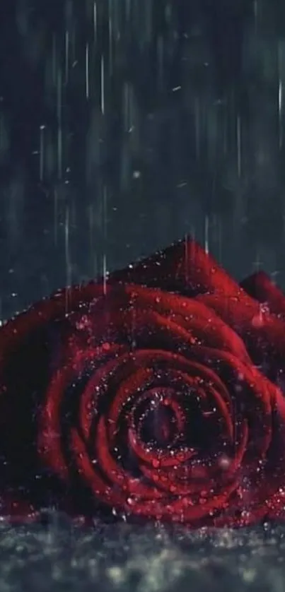 A red rose in rain with a dark background, creating a dramatic and moody effect.