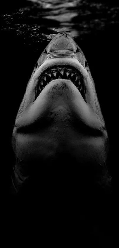 Dramatic black and white shark silhouette wallpaper for mobile.