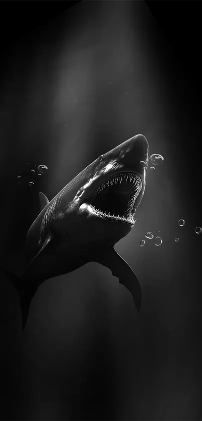 Dramatic shark silhouette in dark water.