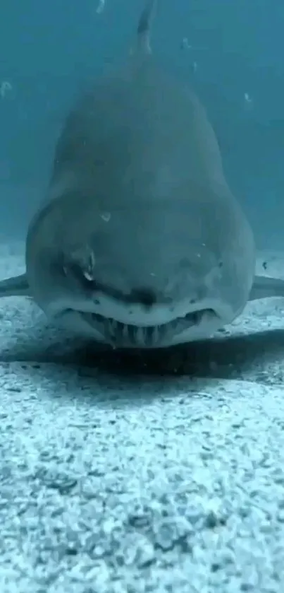 Shark swimming underwater in a blue-gray ocean scene.