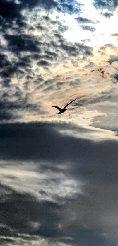 Bird flying in dramatic, cloud-filled sky.