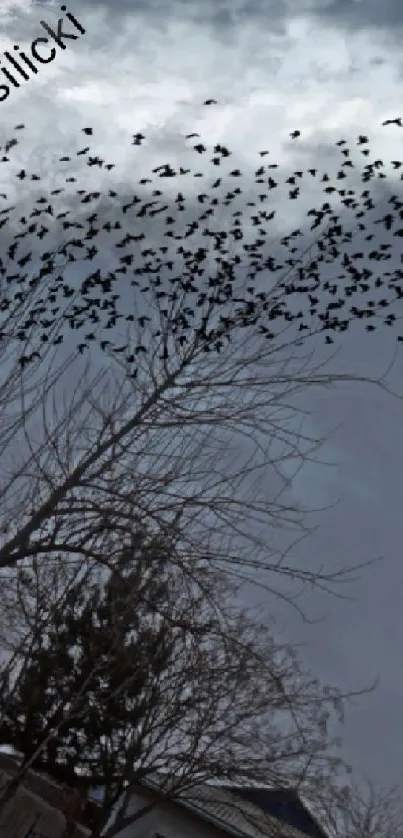 Dramatic sky with flying birds and barren tree.