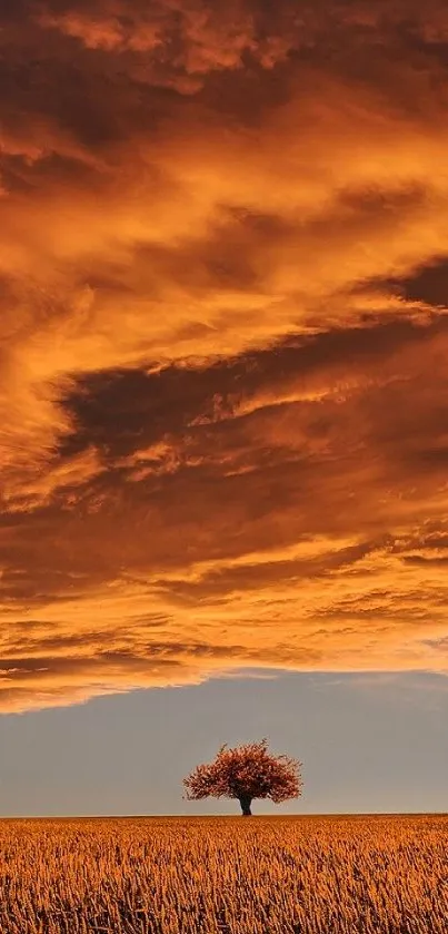 Lone tree in a field under dramatic orange sunset clouds.