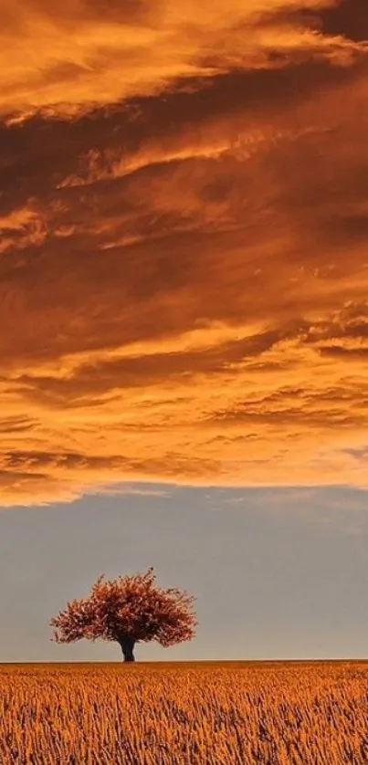 Wallpaper of a tree in a golden field with a dramatic sunset sky.