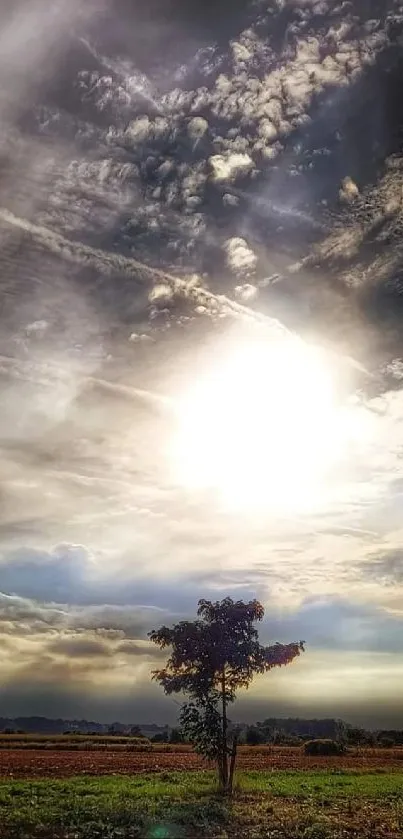 Dramatic sunset over a solitary tree and vast field.