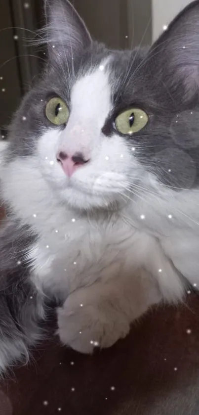 Close-up of a fluffy gray and white cat with bright yellow eyes.