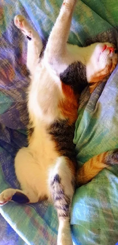 A cute cat stretches on a colorful blanket.