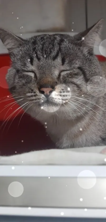 Cat with eyes closed surrounded by sparkles.