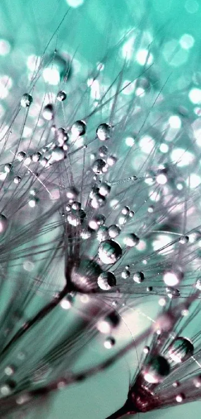 Dandelion with dew drops on turquoise background.