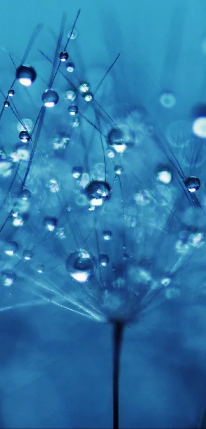 Dreamy blue dandelion with water droplets wallpaper.