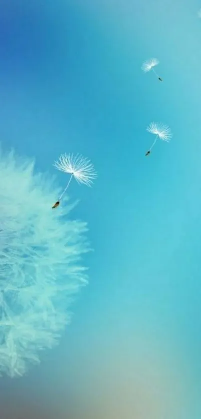 Serene dandelion seeds floating on a soft sky blue background.