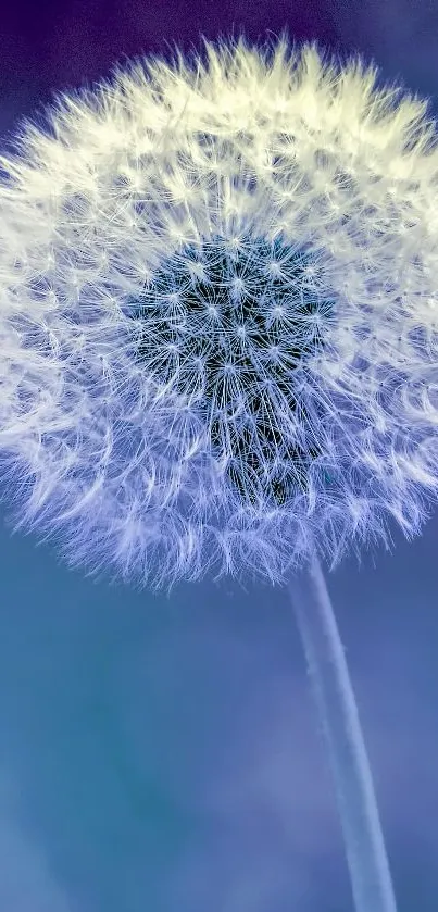 A beautiful white dandelion on a calming blue-green background.