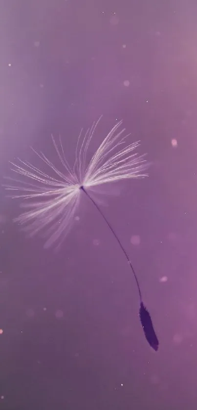 Delicate dandelion seed on a dreamy purple gradient background mobile wallpaper.