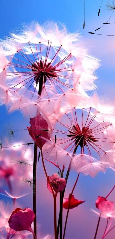 Dreamy dandelions with pink hues against a blue sky in a mobile wallpaper.