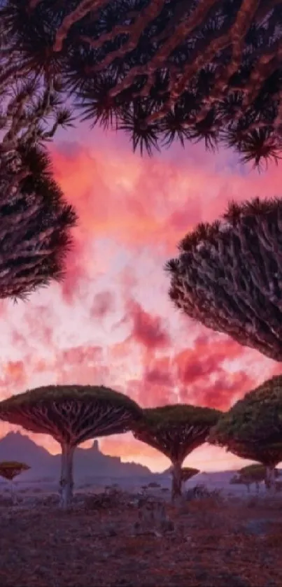 Purple sunset over a dragon blood tree forest.