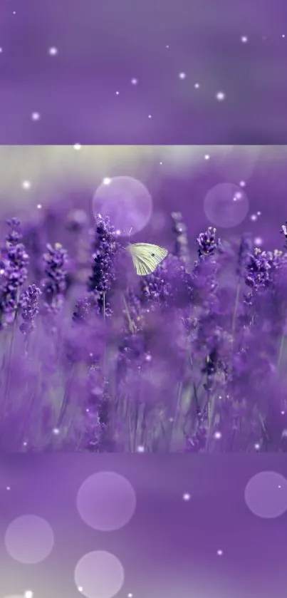 A dreamy purple lavender field with a delicate butterfly on a mobile wallpaper.