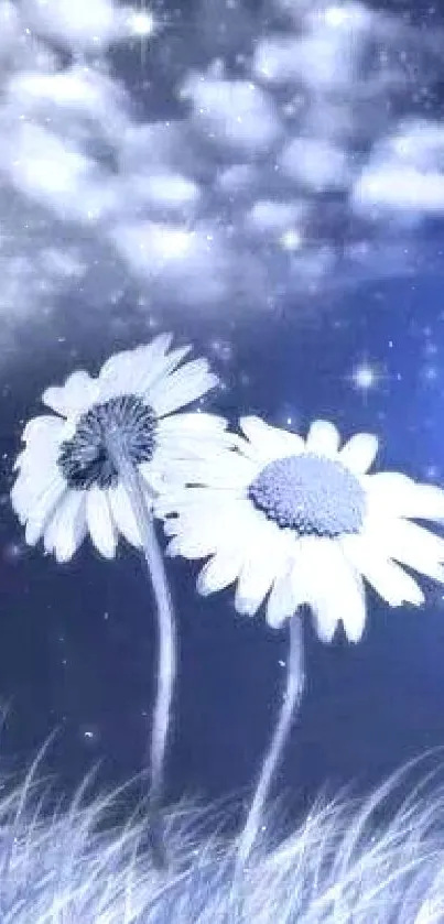 Two blue daisies under a starry night sky with dreamy clouds.