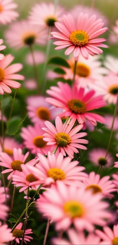 Mobile wallpaper with pink daisies blooming in a lush field.