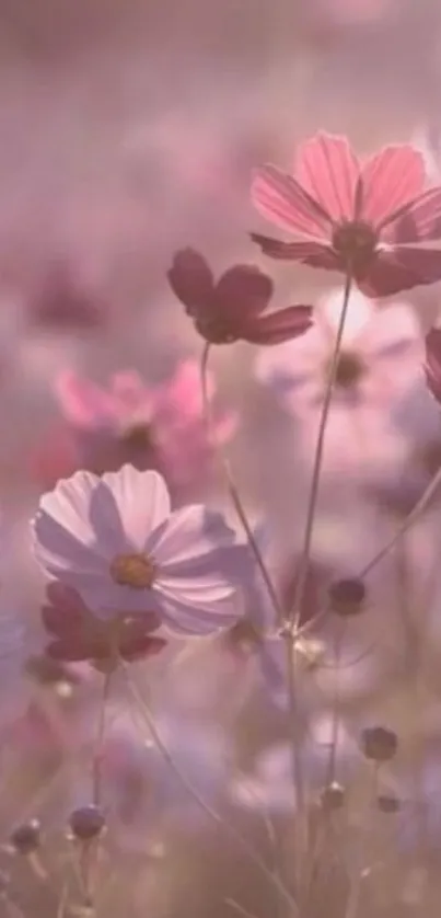 Dreamy field of pink flowers in soft light.