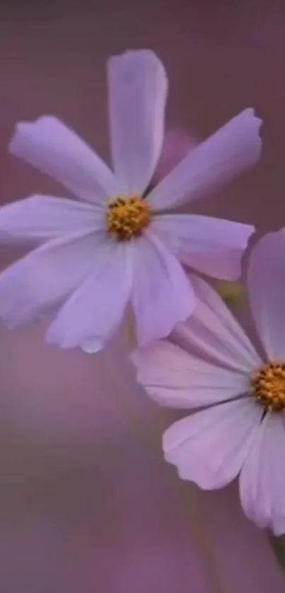 Dreamy pink flower wallpaper with delicate blossoms for mobile screens.