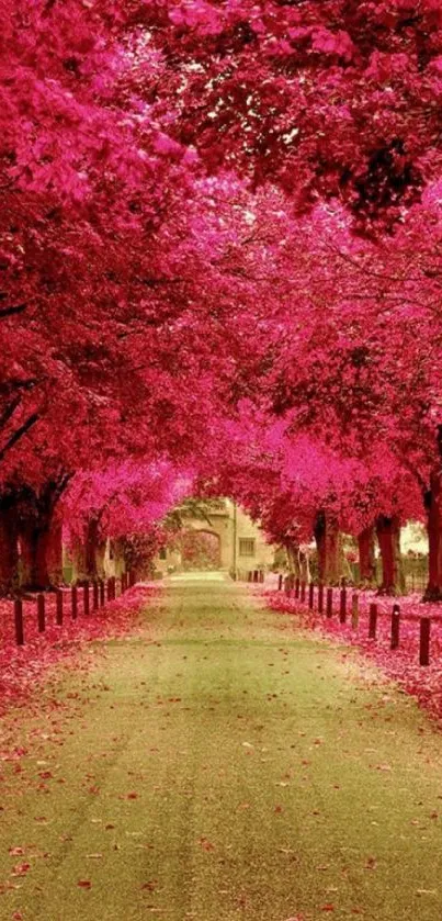 A scenic pathway with vibrant pink trees along the sides, creating a floral tunnel.