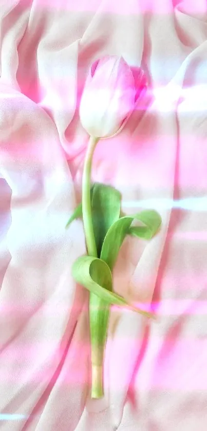 Dreamy pink tulip on soft fabric background with gentle lighting.