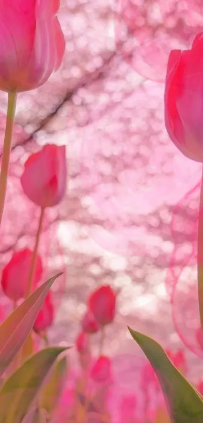 Dreamy pink tulips blossoming under a pastel sky.