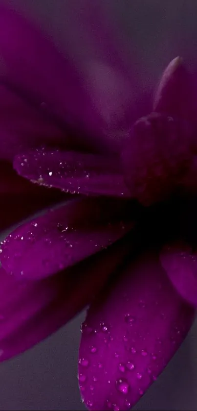 Close-up of a vibrant purple flower with dew drops.