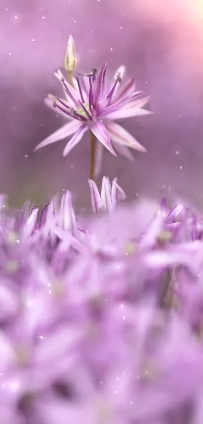 Ethereal soft focus purple flower wallpaper for mobile.