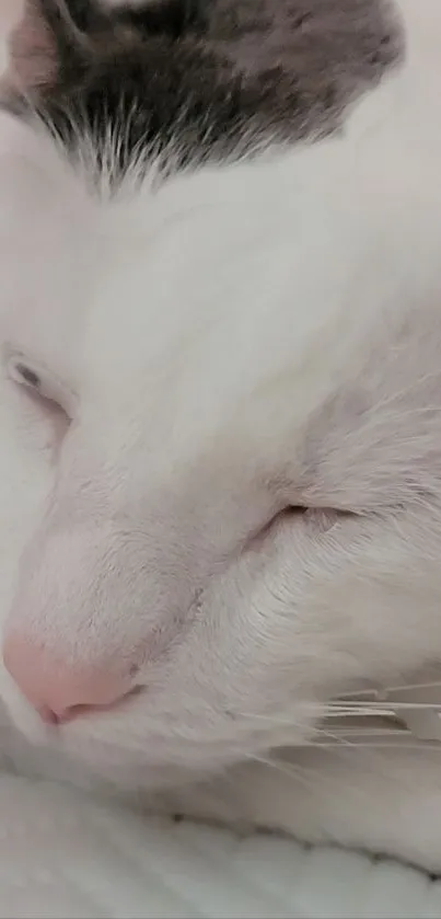 Close-up of a white cat sleeping peacefully with a pink nose.