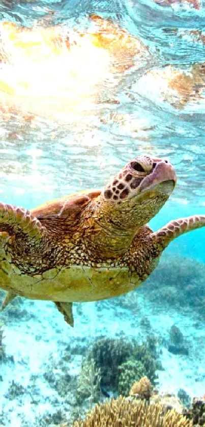 Sea turtle swimming in clear blue waters.