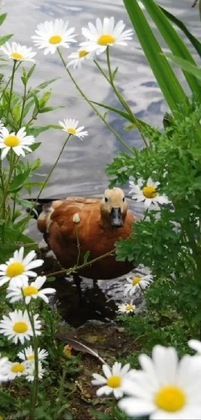 Serene scene of a duck among daisies by a tranquil pond.