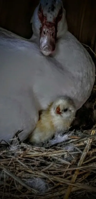 Duck and chick nestled in straw bedding, mobile wallpaper.