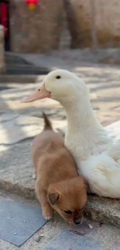 Duck resting beside a puppy on stone steps.